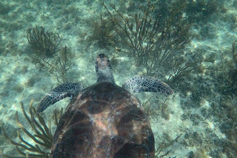 Contemplez une tortue de mer