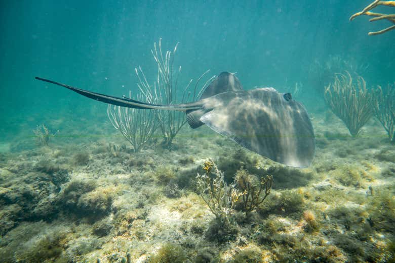 Fonds marins de Holbox