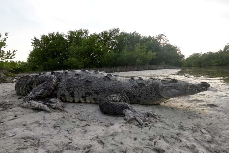 Keep an eye out for crocodiles!