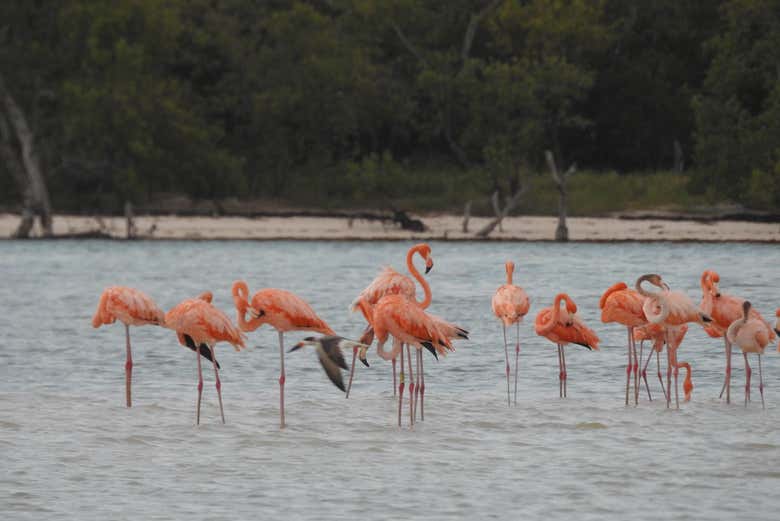 Spot flamingos, depending on the season