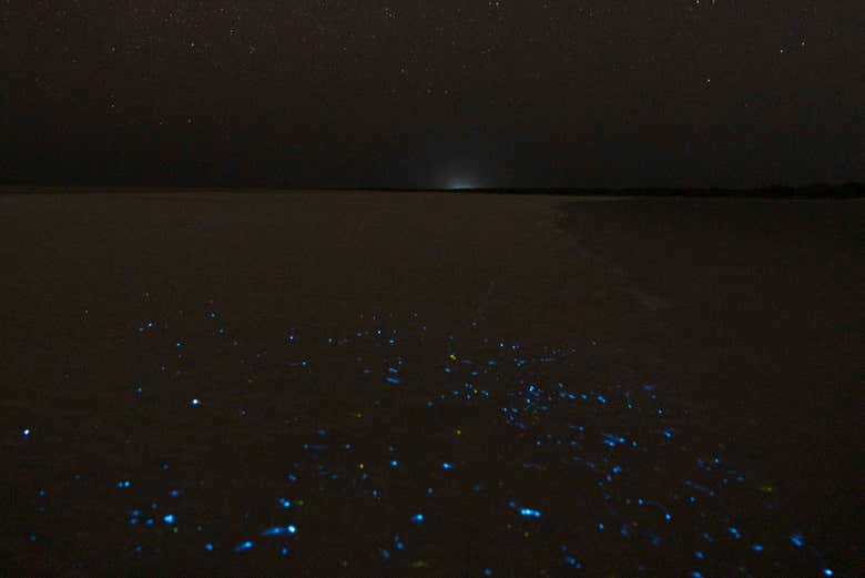 Ready to see bioluminesence in the water?