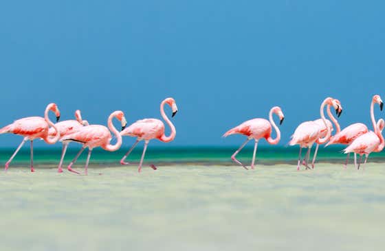 Holbox