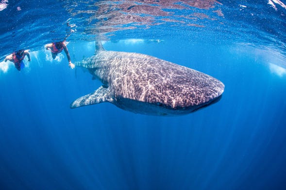 Snorkeling avec les requins-baleines à Holbox