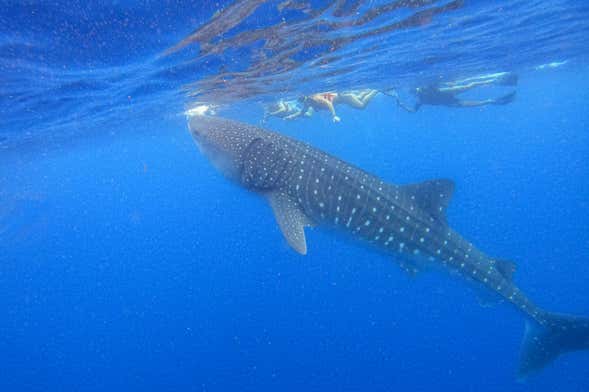 Snorkel com tubarões-baleia em Holbox