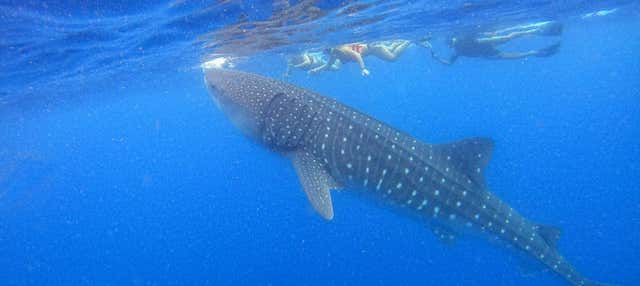 Snorkel com tubarões-baleia em Holbox