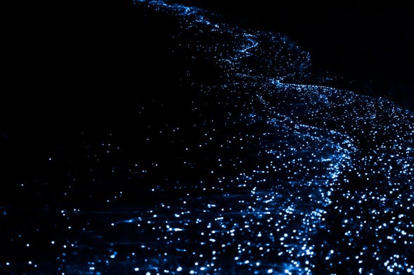 Observation de plancton luminescent en kayak