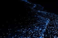 Punta Cocos Bioluminescent Plankton Tour