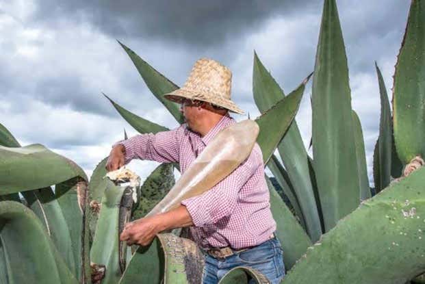 Vous découvrirez comment le jus de maguey est extrait