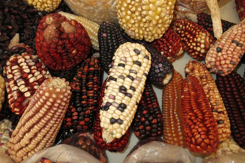 Different varieties of corn