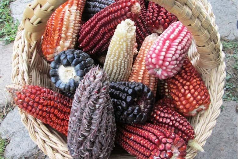 Différents types de maïs