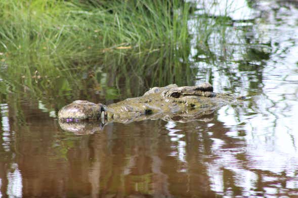 Observation d'oiseaux et de crocodiles + Libération de tortues