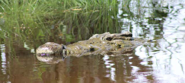 Observation d'oiseaux et de crocodiles + Libération de tortues