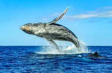 Avistamiento de ballenas y delfines en Huatulco