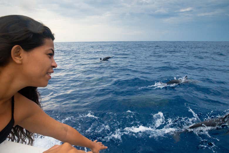 Saluez les dauphins