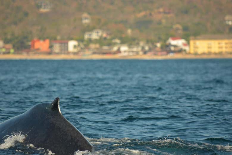 Navegando junto a una ballena jorobada en Santa Cruz