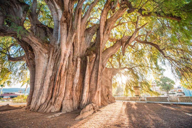 Millennial Tree of Tule