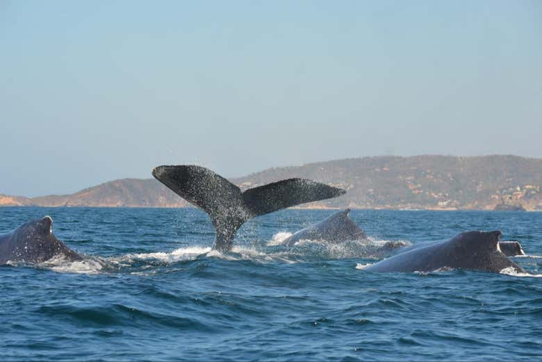 Avistando ballenas jorobadas en plena migración