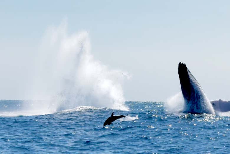 Baleine jouant avec les dauphins