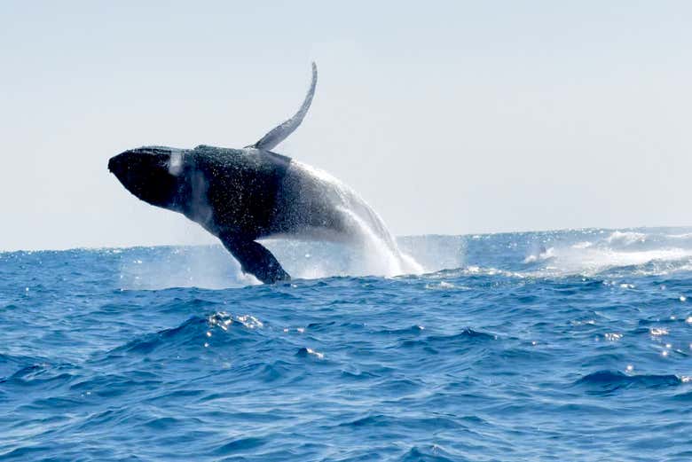 Baleine à bosse