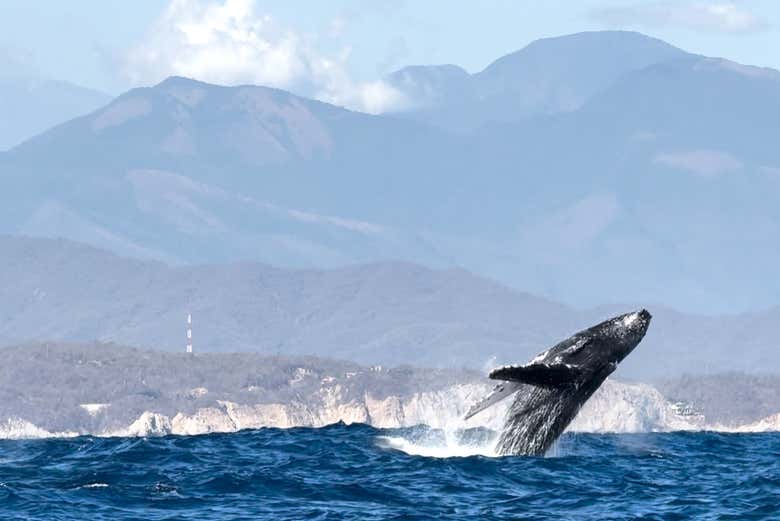 Baleine devant la sierra