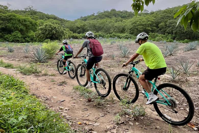 Recorriendo un campo de agave en bicicleta