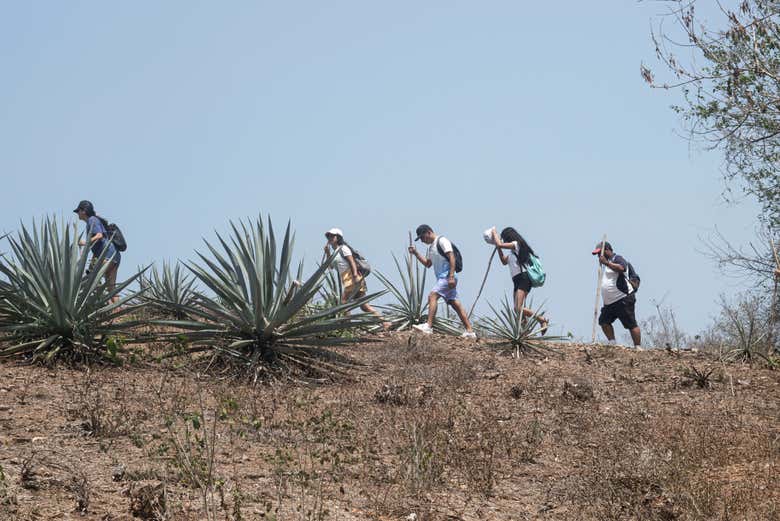 Caminando entre los agaves