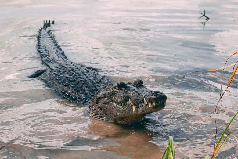 Un crocodile dans la lagune de Ventanilla