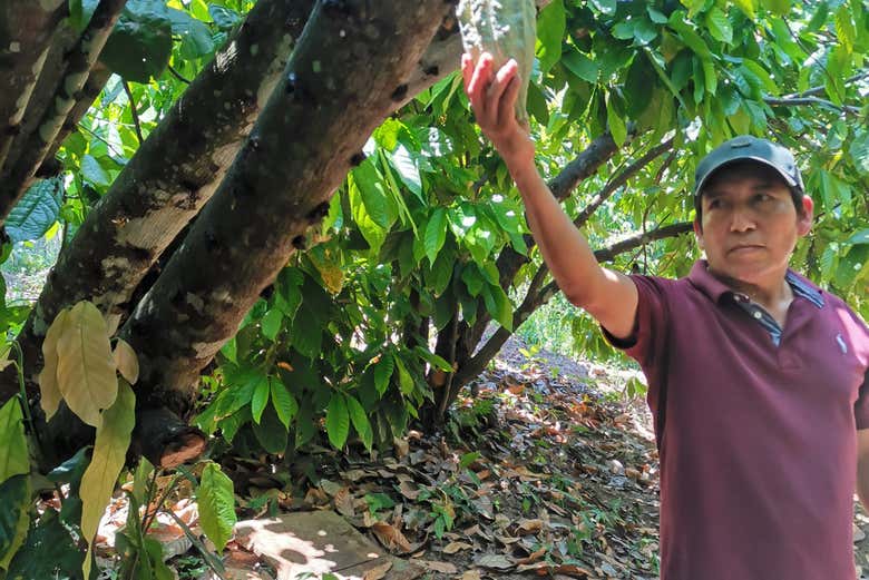 Visiting a cacao farm