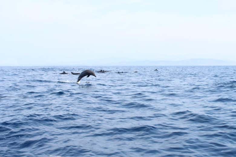 Dauphins à Santa Cruz