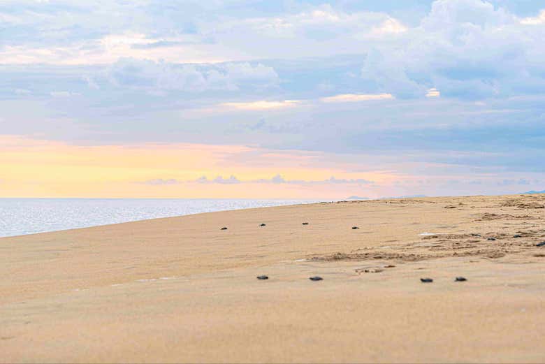 ¿Os animáis a formar parte de este mágico momento?