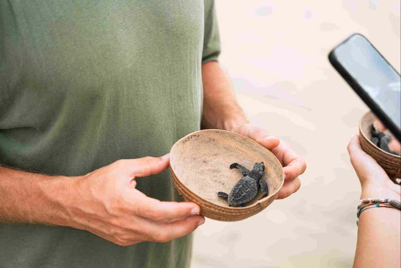 Participando en la liberación de tortugas