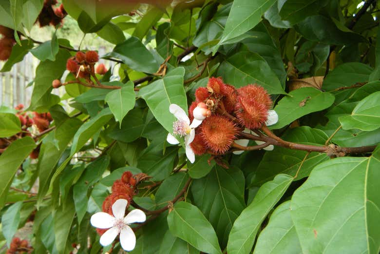 Plantas medicinales de Huatulco