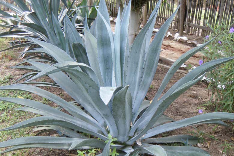 Descubriendo los usos de las plantas medicinales