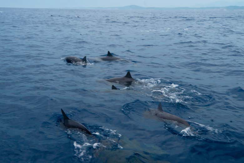Dauphins