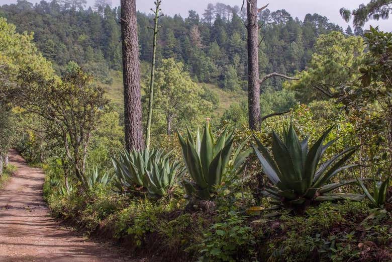 Rodeados pela exuberante vegetação