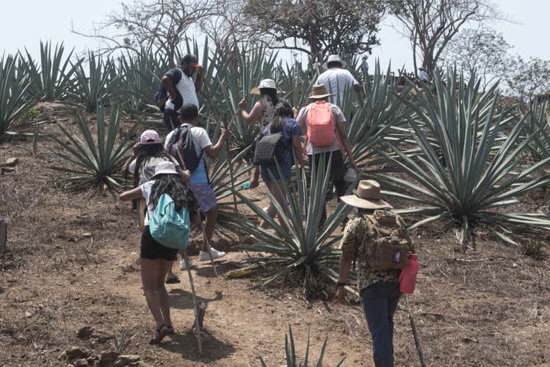 Conoceremos cómo se cultiva el agave