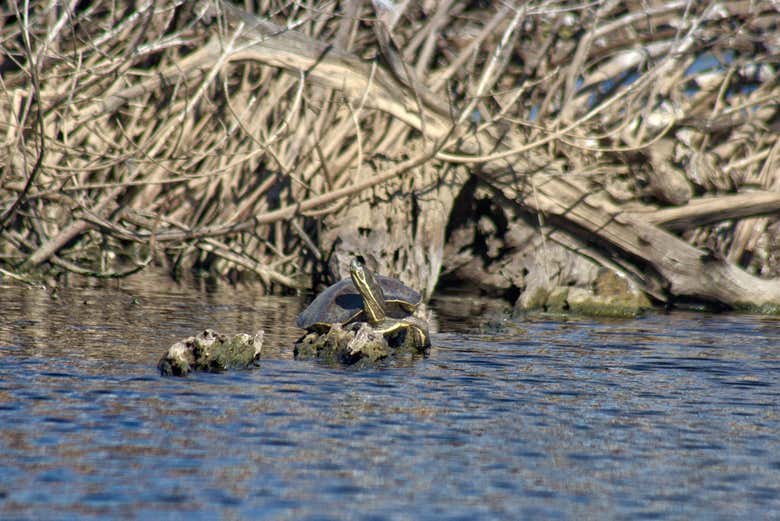 Contemplando la fauna local