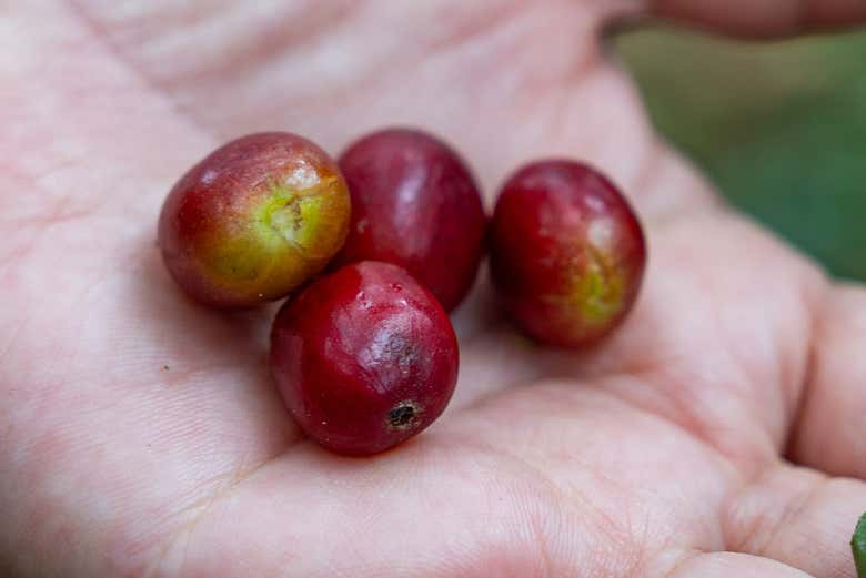 Grãos de café maduro