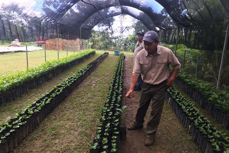 Plantação de café