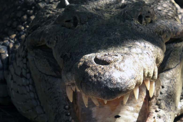 Un cocodrilo en posición amenazante