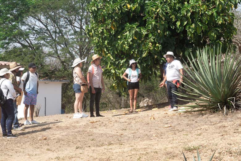 Visitando un campo de agaves