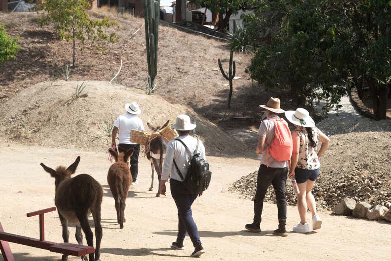 Visitando las instalaciones del mezcal