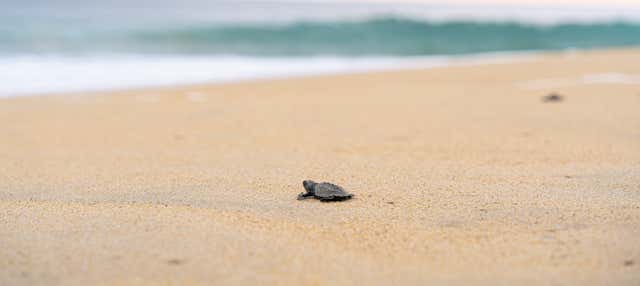 Liberación de tortugas en Puerto Ángel