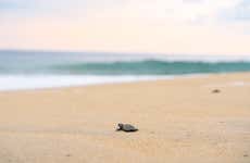 Liberación de tortugas en Puerto Ángel