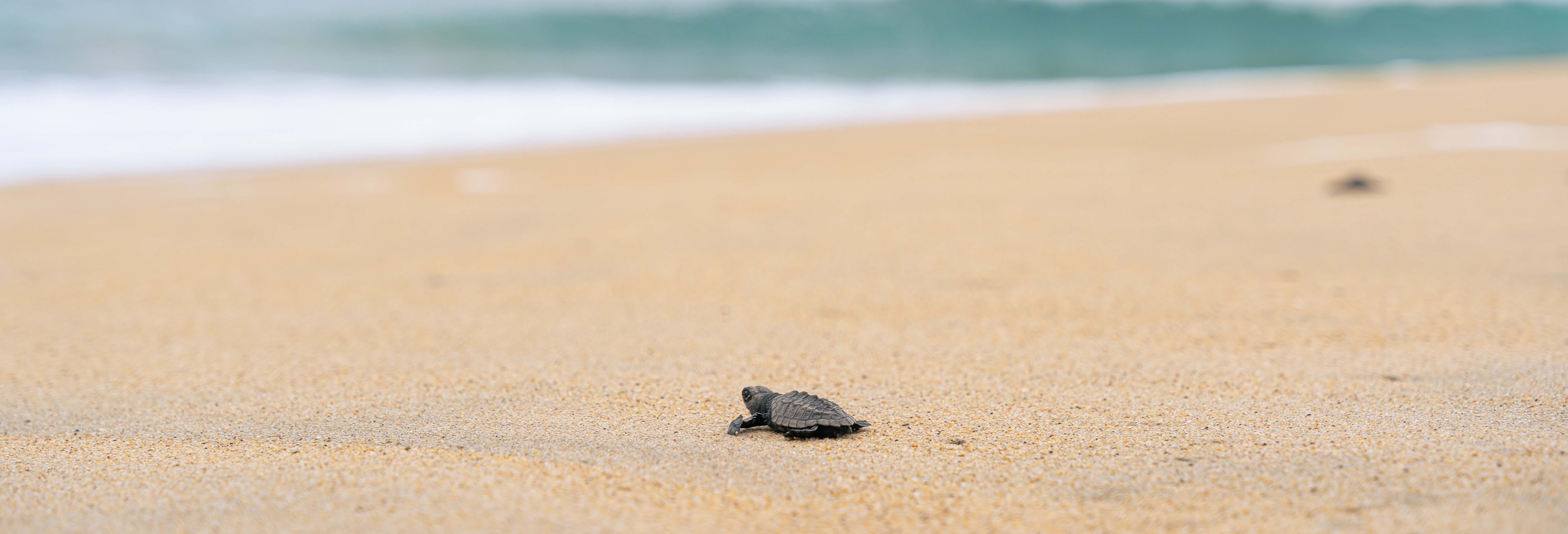 Avistamiento de animales en Huatulco