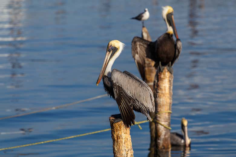 Les oiseaux d'Isla Aguada