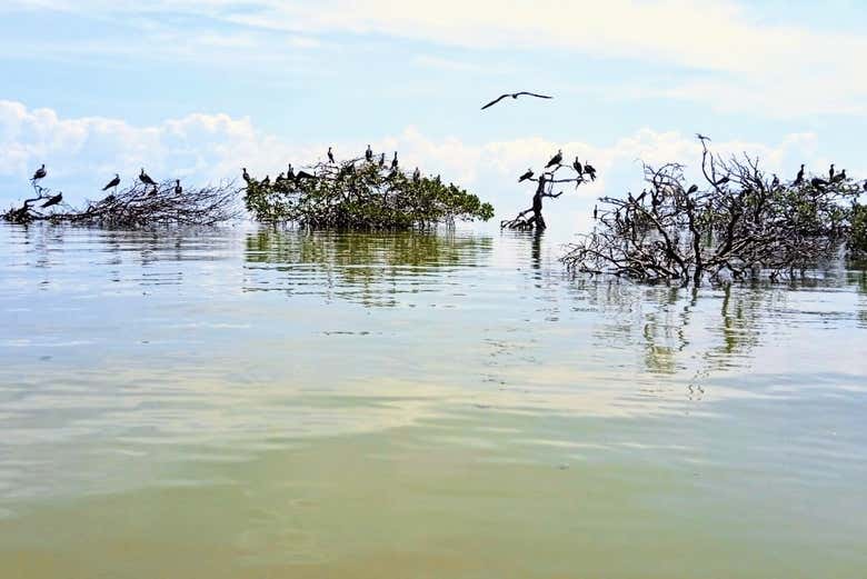 Observez les différentes espèces d'oiseaux