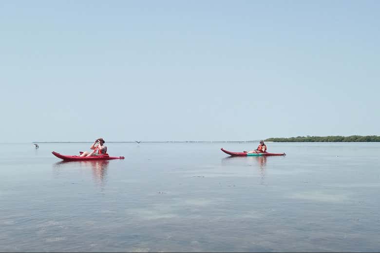 Traversez les mangroves
