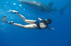 Swimming with Whale Sharks in Isla Mujeres