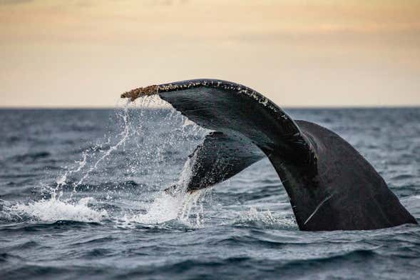 Ixtapa Zihuatanejo Whale Watching